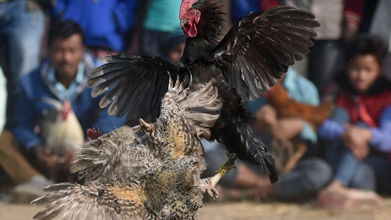 เดิมพัน ไก่ชน